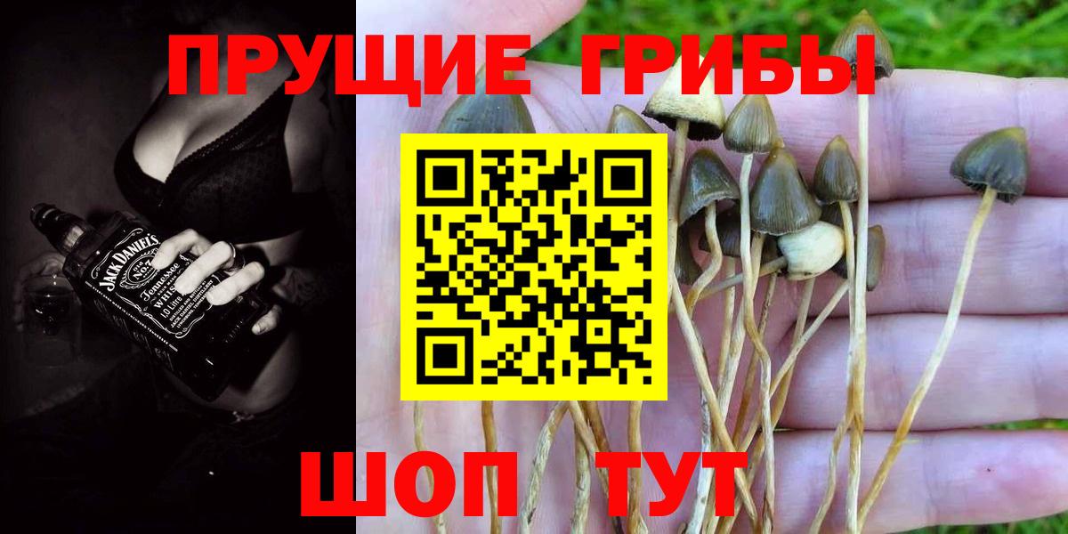 Иваново  Галлюциногенные грибы Psilocybine cubensis  Вход с VPN  Галлюциногенные грибы Cubensis 